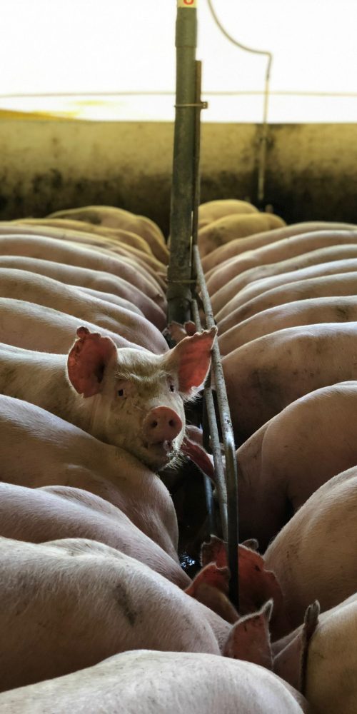 pexels-barbara-barbosa-4636976