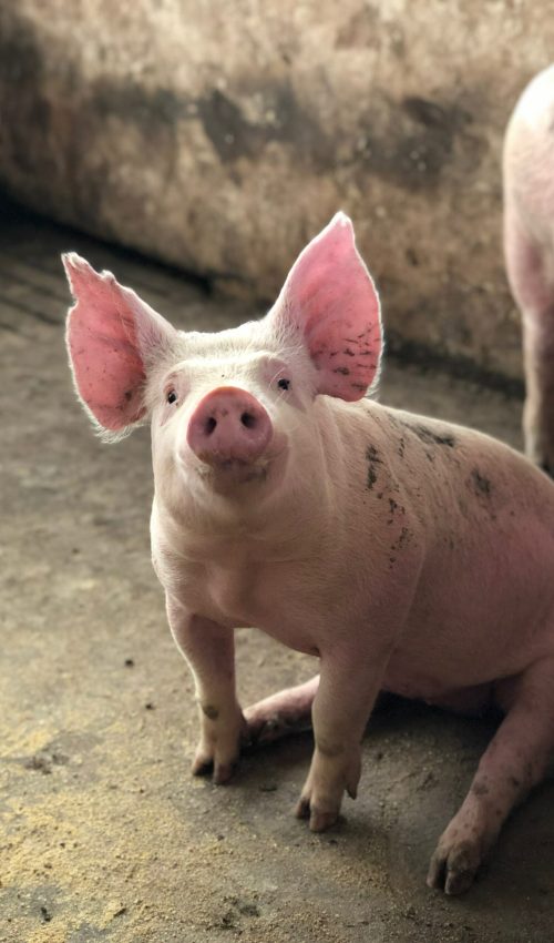 pexels-barbara-barbosa-4636980