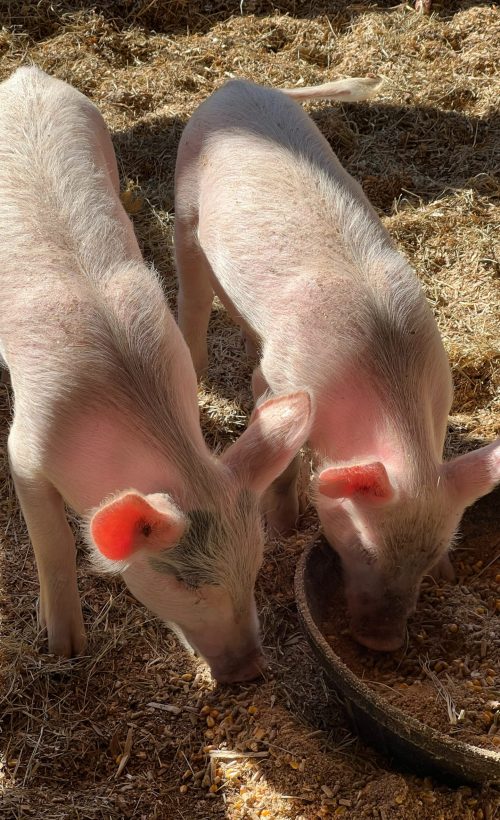 pexels-kathleen-trigg-14327938