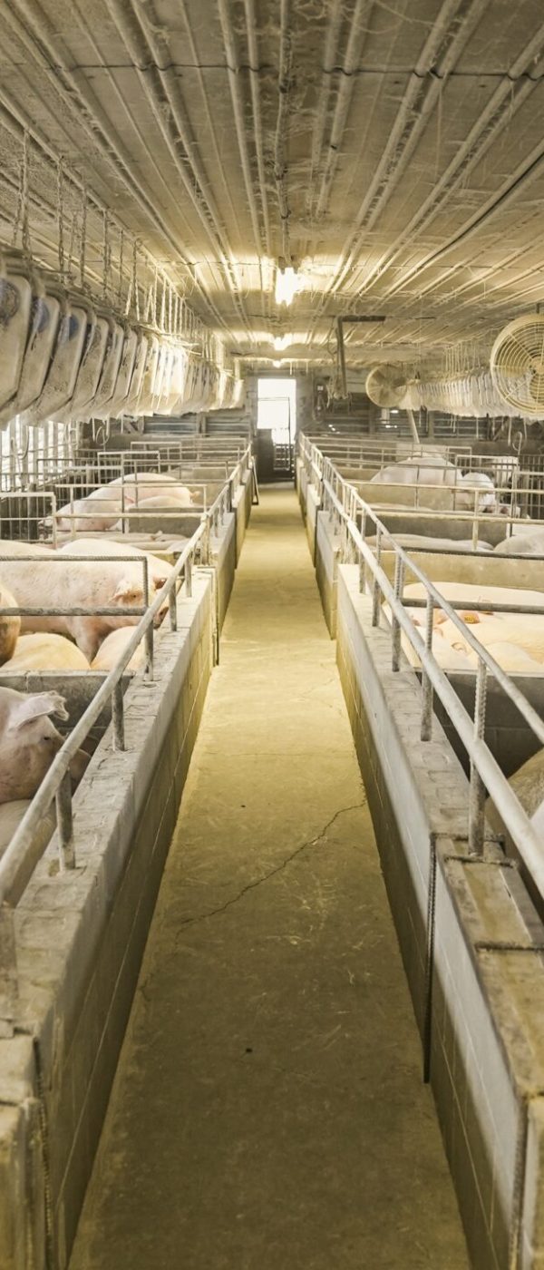 pexels-mark-stebnicki-6791938