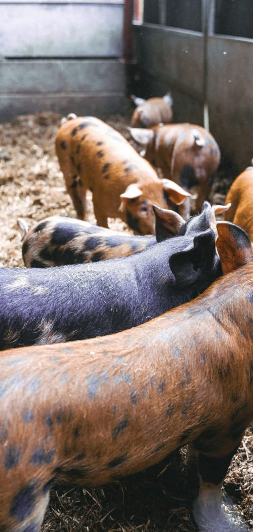 pexels-samuel-walker-4892760