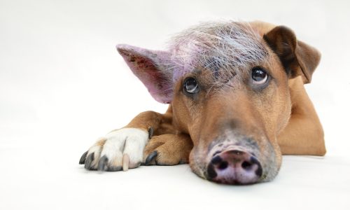 pig-dog-g480e7a63b_1920