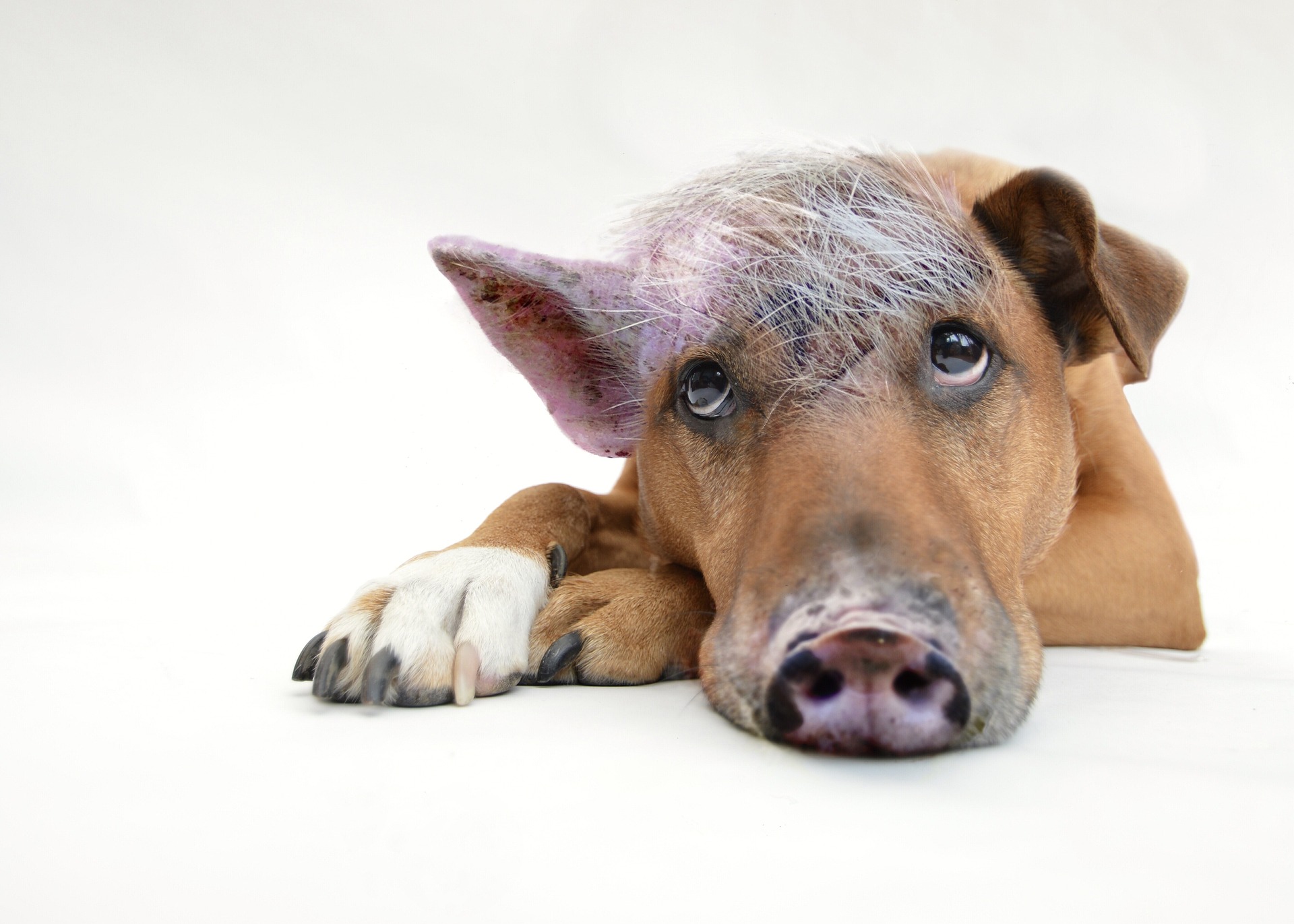 pig-dog-g480e7a63b_1920 pig-dog-g480e7a63b_1920